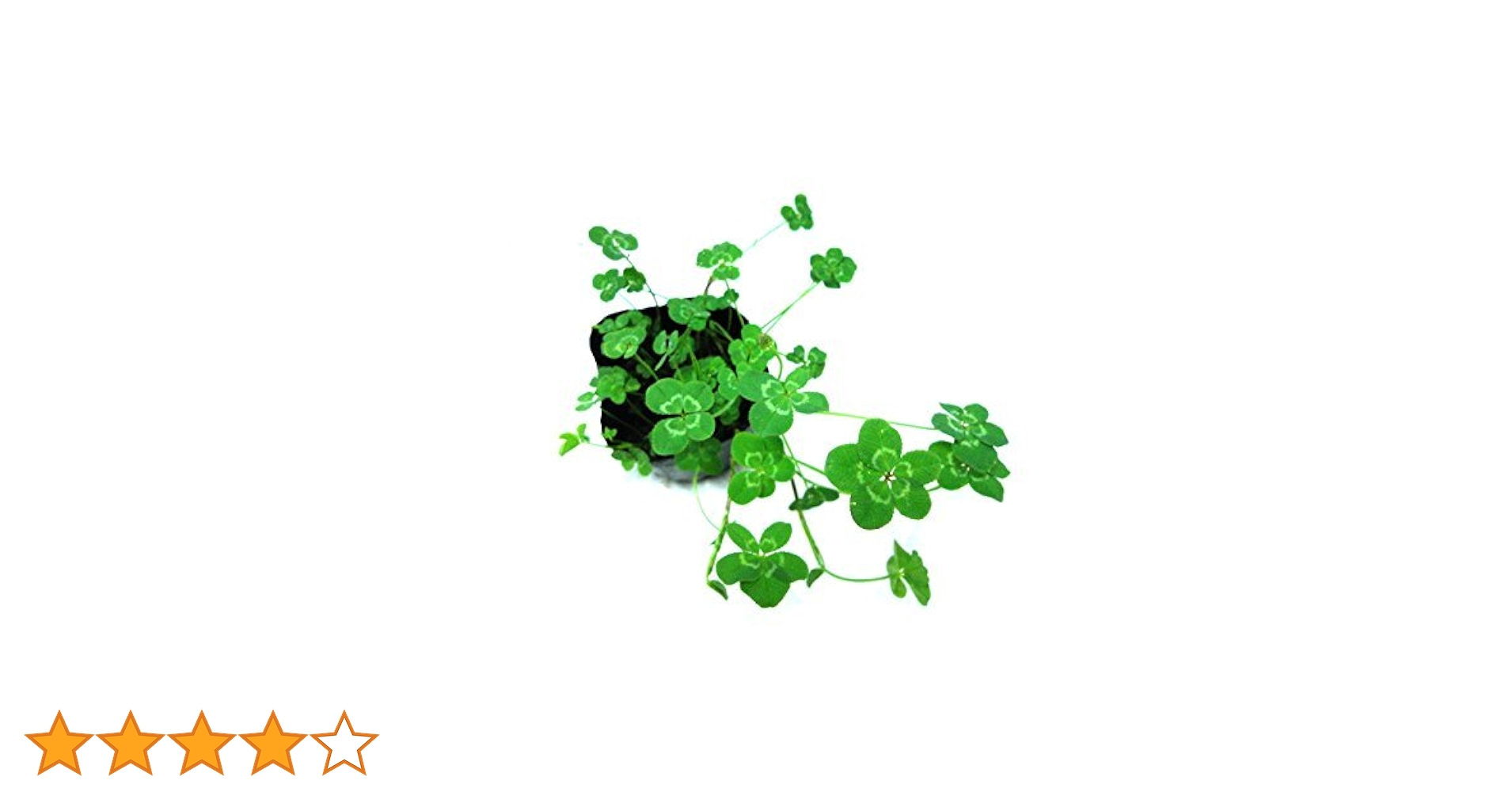 五つ葉のクローバー在庫♪ 確認用 41Wi127ppML._AC_UF350,